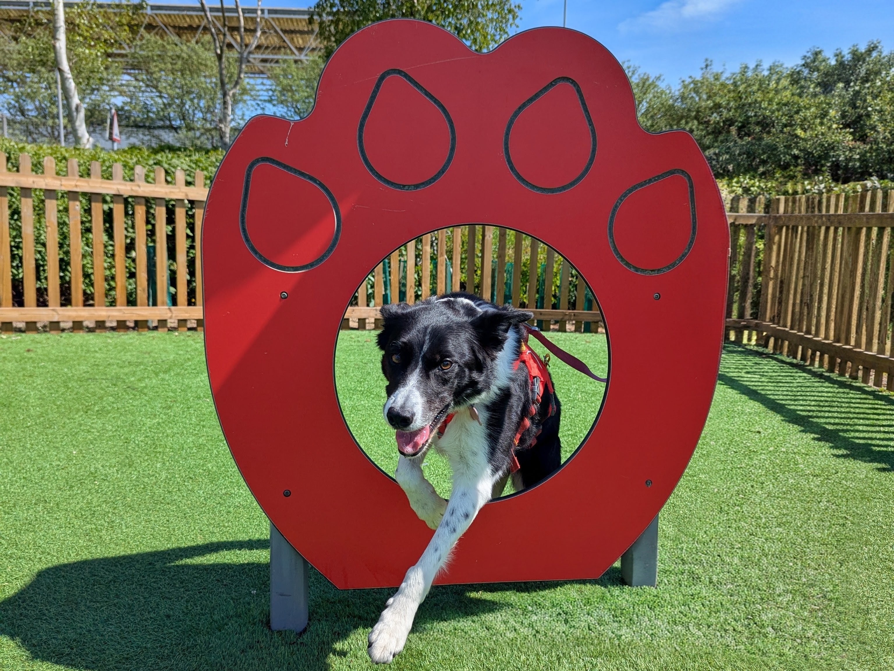 Dog jumping through hoop at Channel Tunnel Dog Park