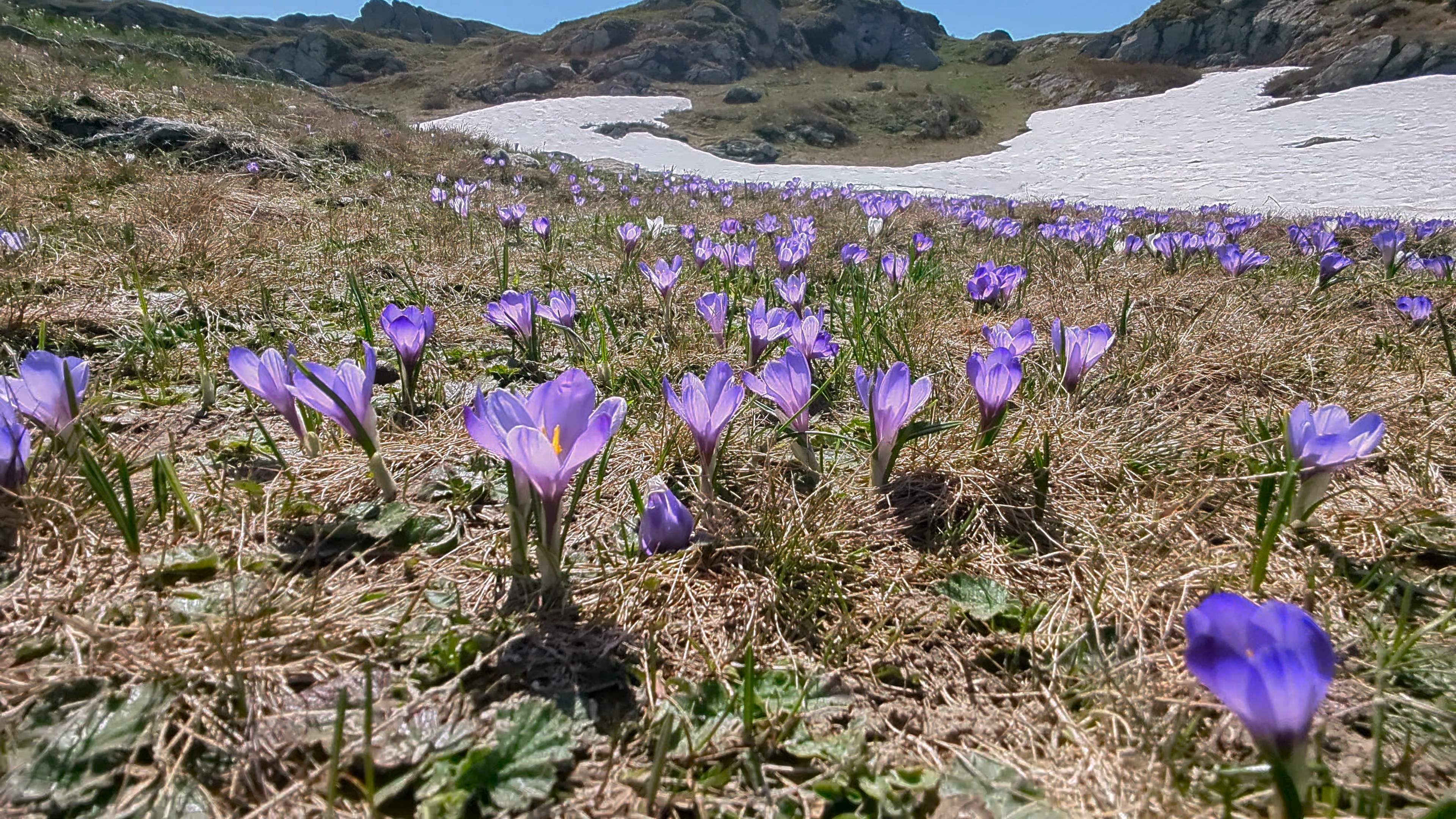 Crocus flowers in the French Alps